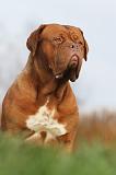 DOGUE DE BORDEAUX 191